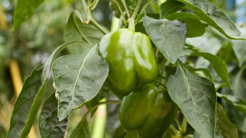 When to pick bell peppers – for refreshingly versatile fruit