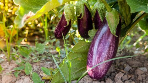 How to grow eggplant – when and where to plant this tasty crop