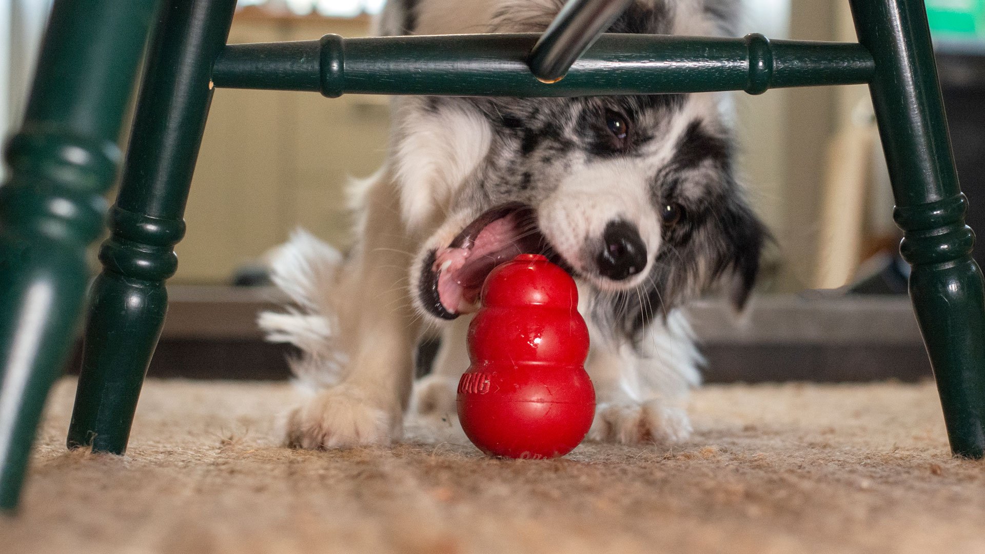 This Kong hack is the perfect way to tire out my dog (and it's not what you think)