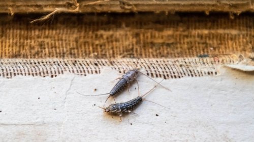 How to get rid of silverfish in your home