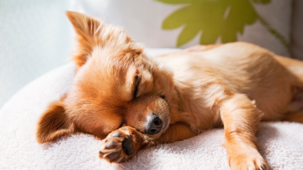 Why is my dog sleep barking?