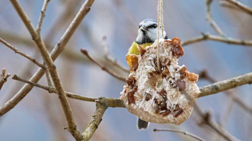 How to feed wildlife in your yard in winter