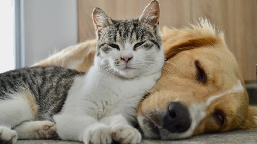 Best cat breeds for dog owners
