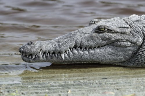 'Virgin birth' recorded in crocodile for 1st time ever