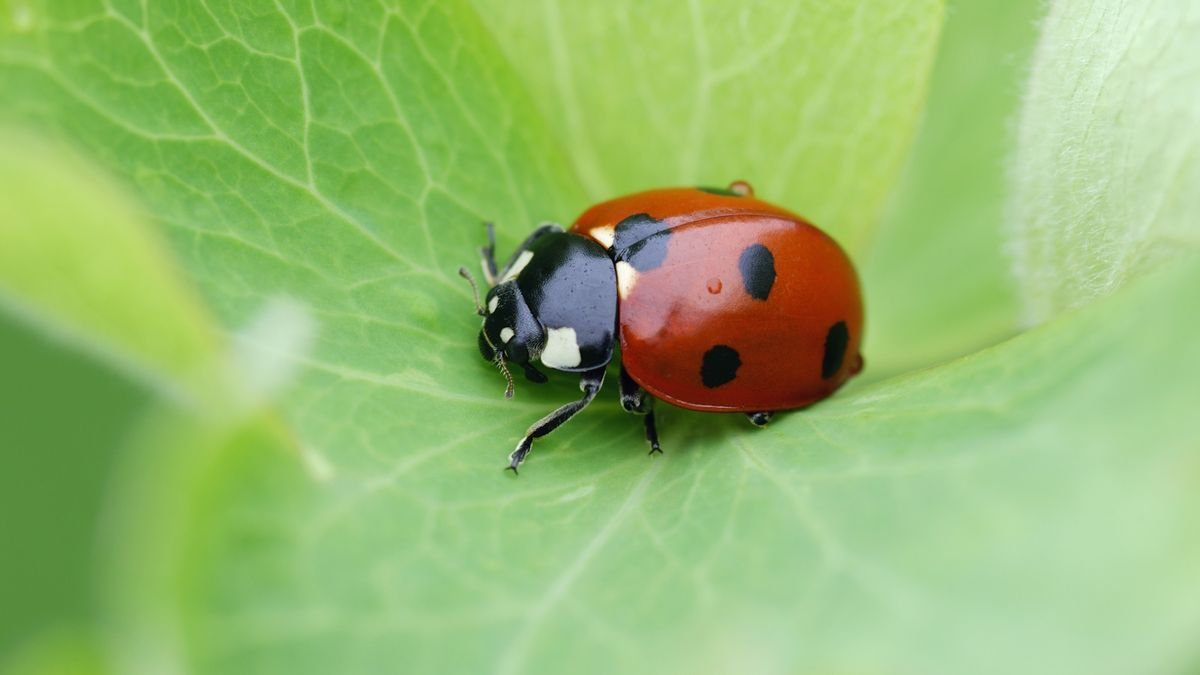 How to attract ladybugs to your yard – this natural aphid predator is more beneficial than you realise