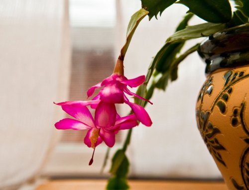 How to get a Christmas cactus to flower - it might never bloom if you don't remember these 5 important steps