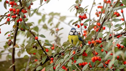 How to take part in the Big Garden Birdwatch 2022 – everything you need to know