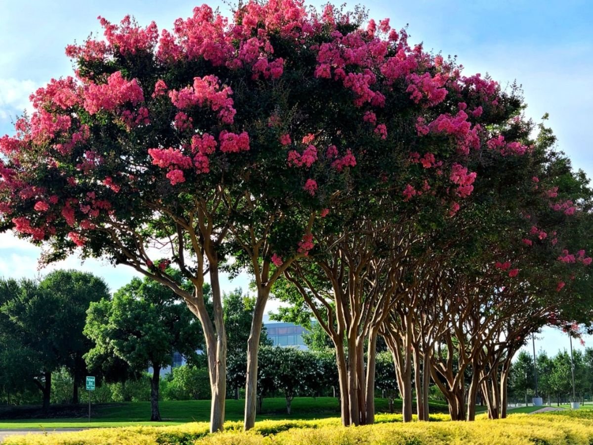 The Best Flowering Trees For Summer