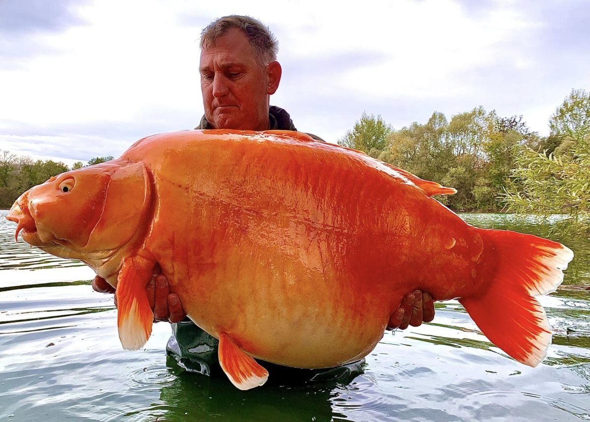 Giant 67-pound goldfish reeled in from French lake may be one of the largest ever caught