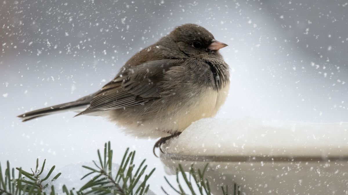Bird bath winter care – 5 essential tips from the experts
