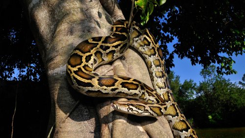'An up-tempo version of Darwinian evolution': How a mega freeze in Florida may have caused Burmese pythons to evolve at a blindingly fast speed