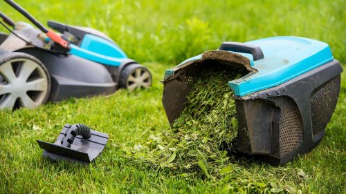 Expert tips on mowing the lawn
