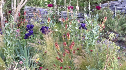 Landscaping with ornamental grasses – 6 inspirational ideas to add height and movement your yard