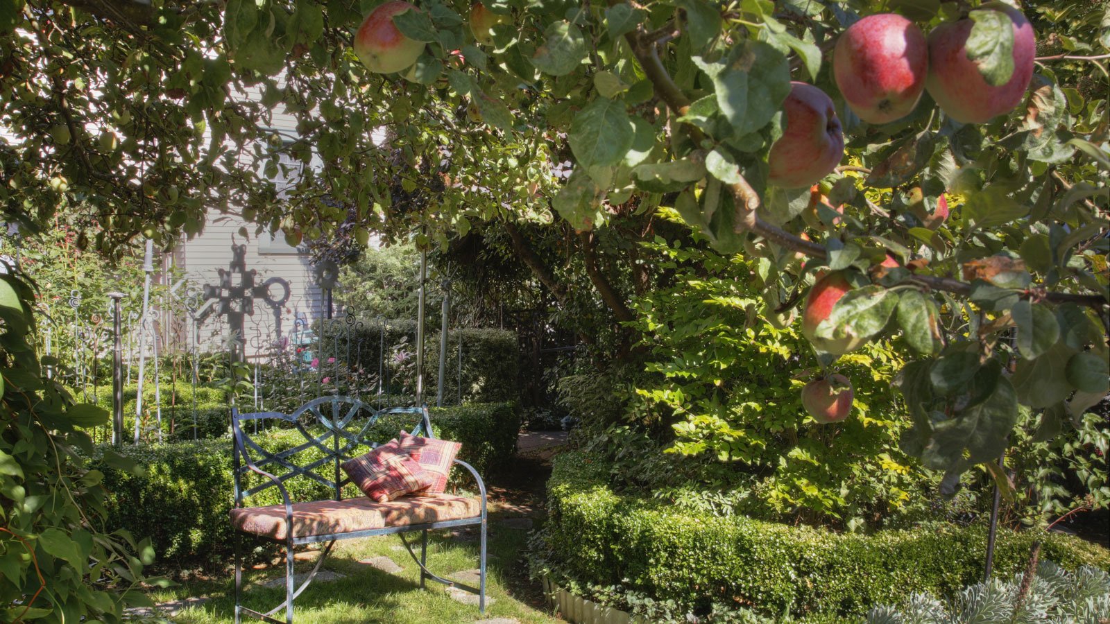 7 of the Best Fruit Trees for Privacy — Screen Your Yard and Grow Plenty of Delicious Homegrown Fruit, too