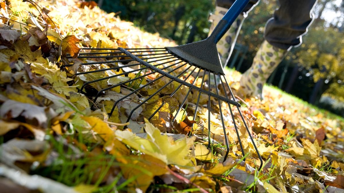 Expert reveals why neglecting this fall gardening chore could be killing your lawn