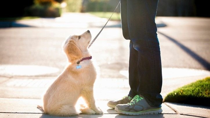 How to train a puppy to walk on a leash