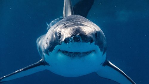 Must-read Stories About Florida's Extreme Nature