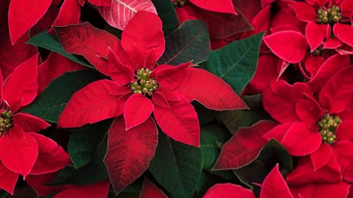 Poinsettia Care Tips To Keep Your Blooms Looking Beautiful For Longer