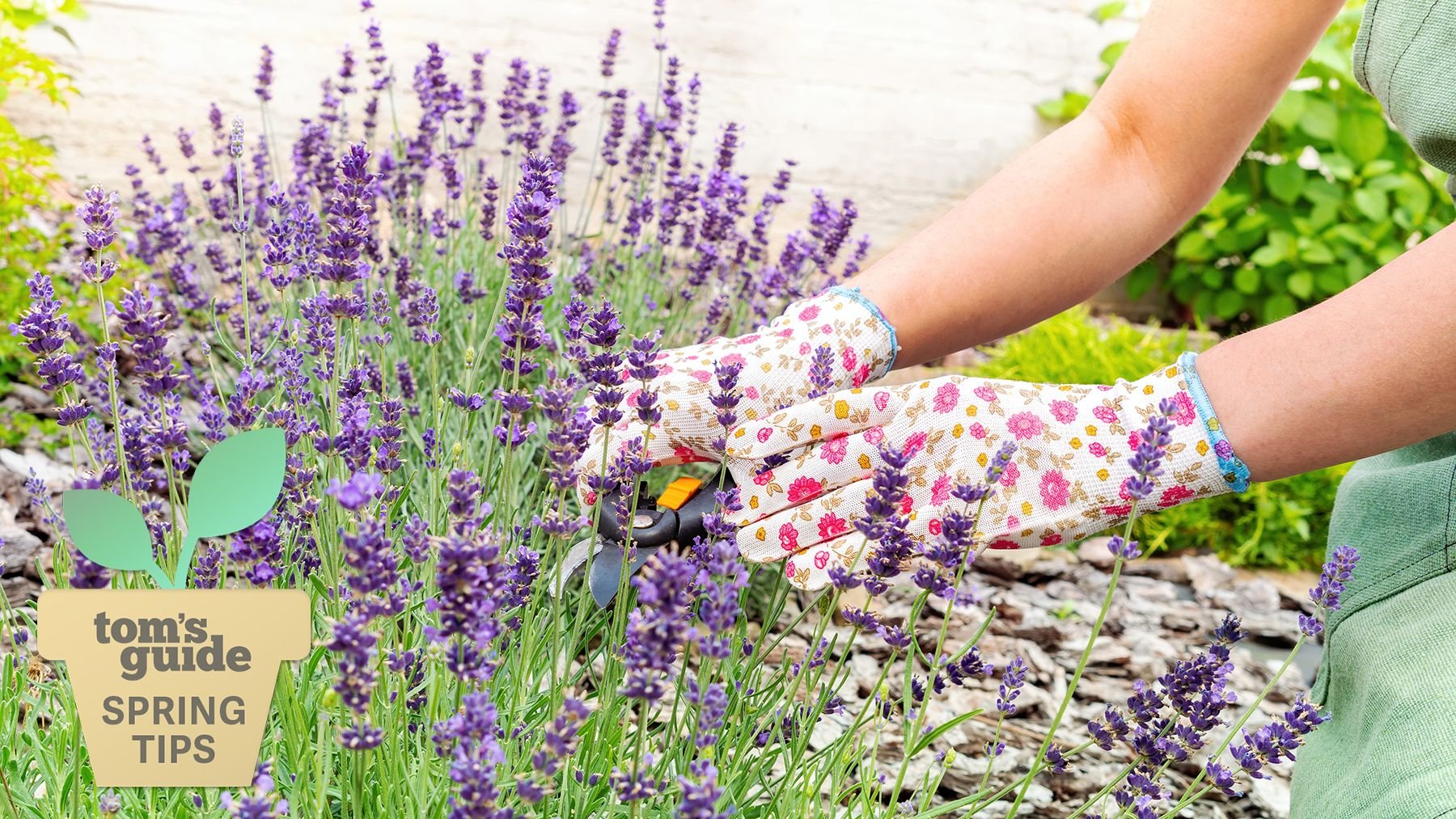 Looking after your lavender  - cover