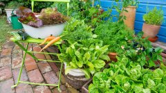 Discover growing vegetables