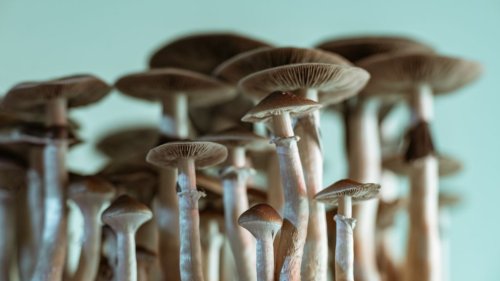 'Magic mushrooms' grow in man's blood after injection with shroom tea