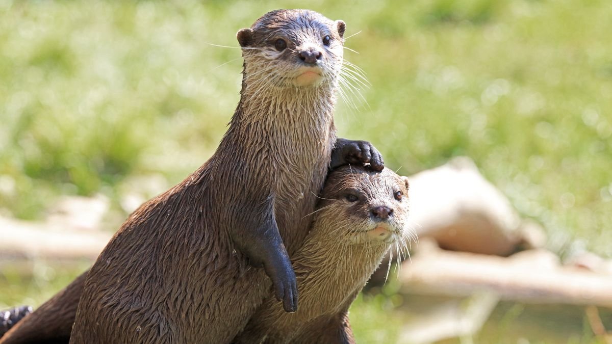 A group of violent otters is mysteriously attacking people and dogs in Alaska