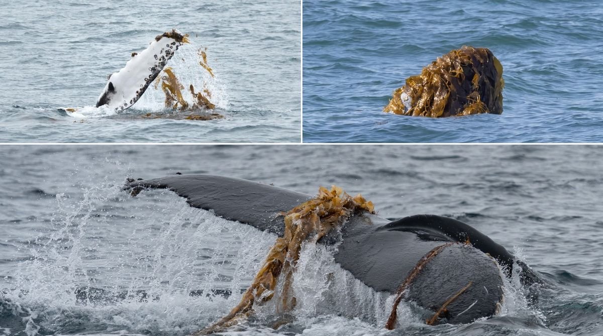 Kelping is a 'global phenomenon' sweeping the world of humpback whales, scientists say