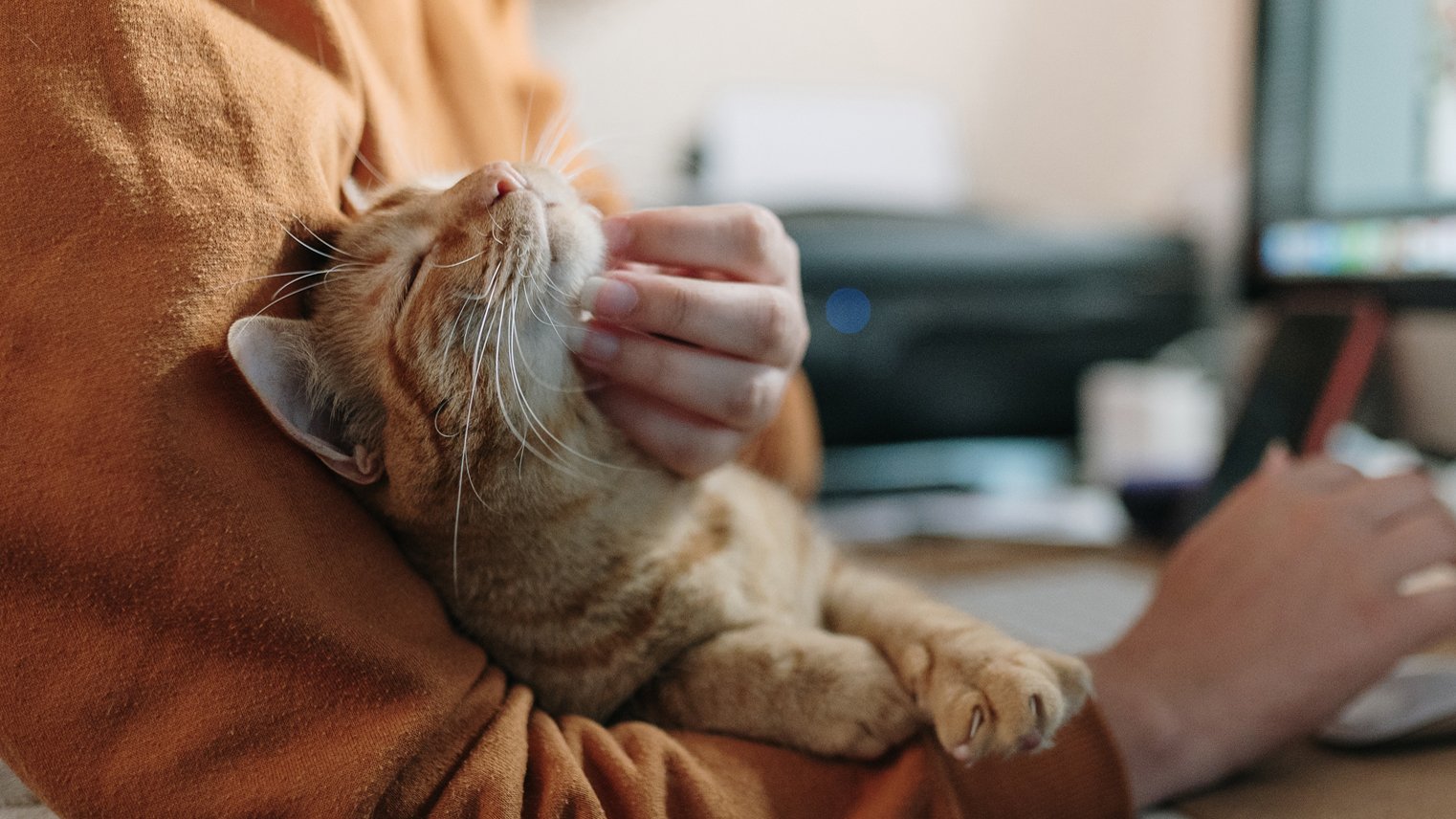 Cat behaviorist shares 8 fascinating feline facts to help you better understand your cat