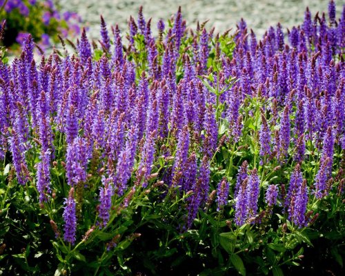 How to prune salvias – for late season sparkle