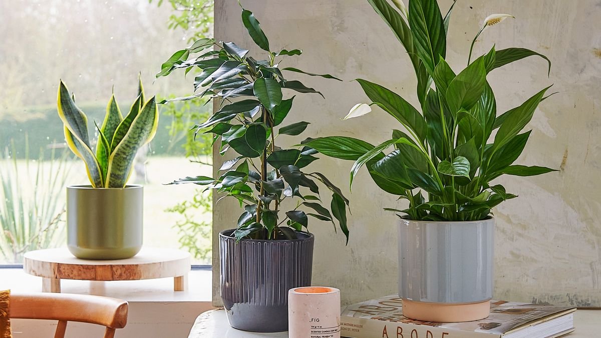 This is how to help your houseplants thrive in the colder months