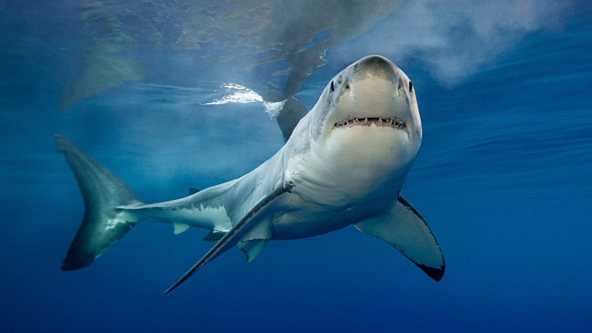 Sharks: Facts about some of the ocean's top predators