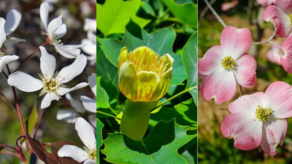 Best trees for climate change – 7 choices to beautify your yard and help the planet