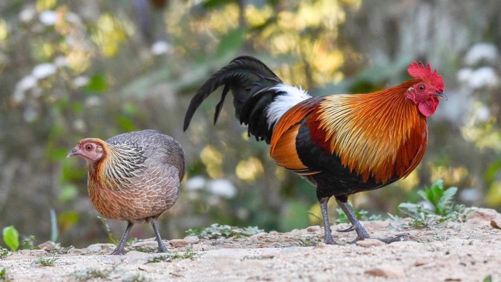Domesticated chickens could wipe out their wild ancestors — by having sex with them