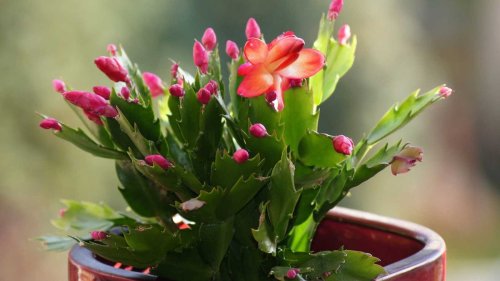 Why are the buds falling off my Christmas cactus? 3 reasons for this common problem revealed