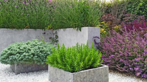These 7 plants will excel and be pest-free next to rosemary – discover the best companion plants, plus what to keep away