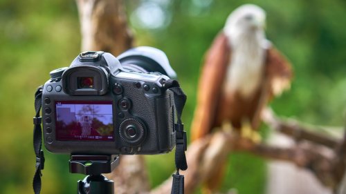 Best wildlife photography camera 2022: our top picks from Canon, Nikon and more
