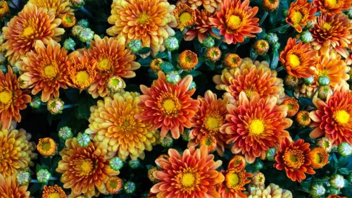 Experts reveal that chrysanthemums can deter ants – here's how