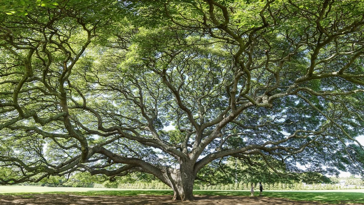 Ancient trees form bloodlines that bolster forests for thousands of years