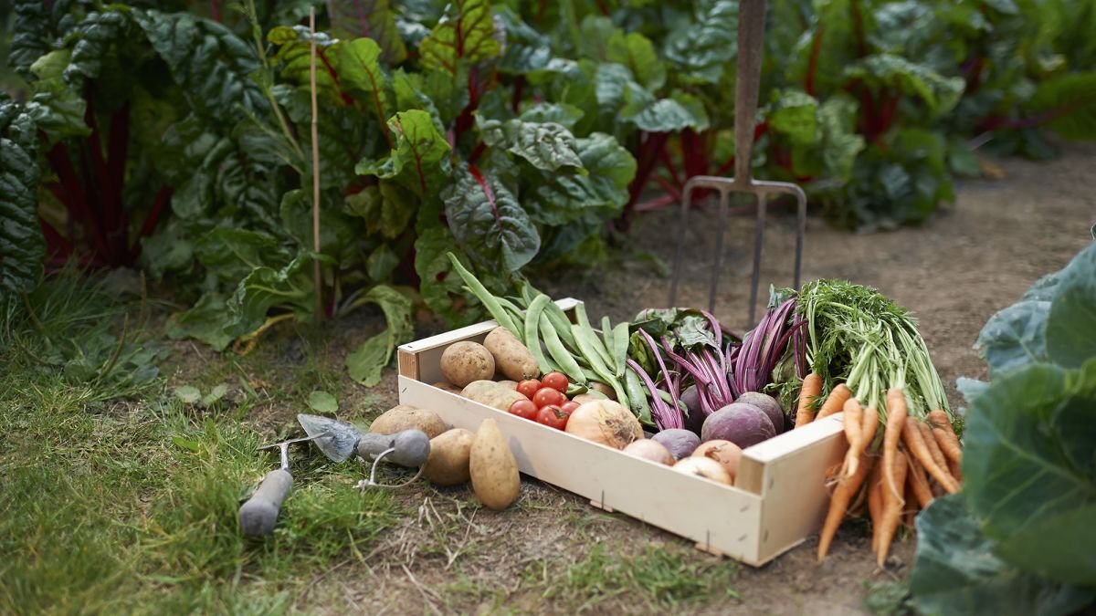When to plant vegetables – a month by month calendar