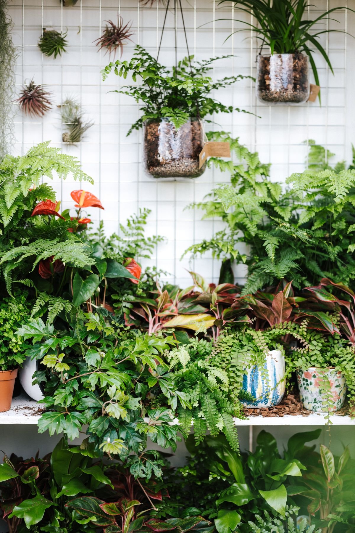 12 easy house plants: low-maintenance, forgiving and wonderfully indestructible