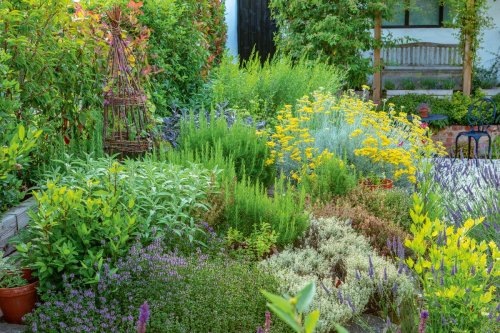 10 most common herb gardening mistakes – and how to avoid them