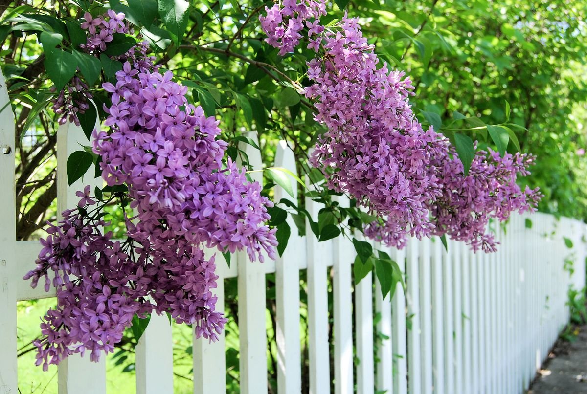 Best flowering shrubs – 13 blooming choices to add to your garden
