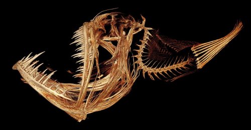 Anglerfish: Biology, bioluminescence and lifecycle