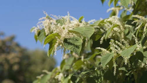 Invasive plants: 12 plants to avoid growing in your yard