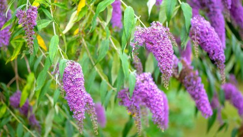 Plants and flowers to cut back before fall