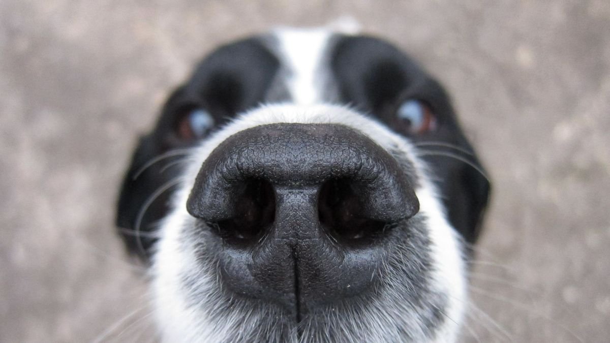 Is your dog sneezing all the time? Vet lays out possible causes