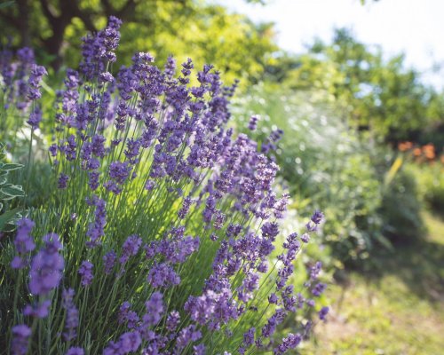 When to plant lavender – for wonderful scent and color