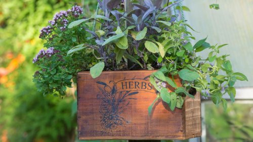Herb garden ideas: 21 ways to grow herbs outdoors and in
