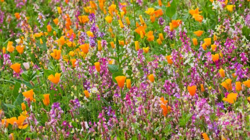 7 of the fastest growing flowers to plant in spring for early summer blooms