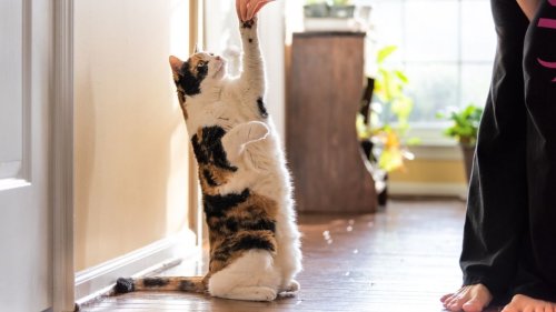 32 reasons to train your cat - and yes, it is possible 
